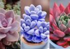 Plantas de interior: ¿Cómo regar suculentas en macetas sin drenaje?
