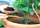 Cómo usar las sobras del café en beneficio de tu jardín
