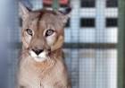 Rescataron un puma del cautiverio en Villa Santa Rosa de Río Primero