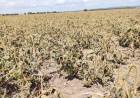 El Gobierno prorrogó la emergencia y/o desastre agropecuario