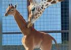 Una extraña jirafa bebé nace sin sus manchas características
