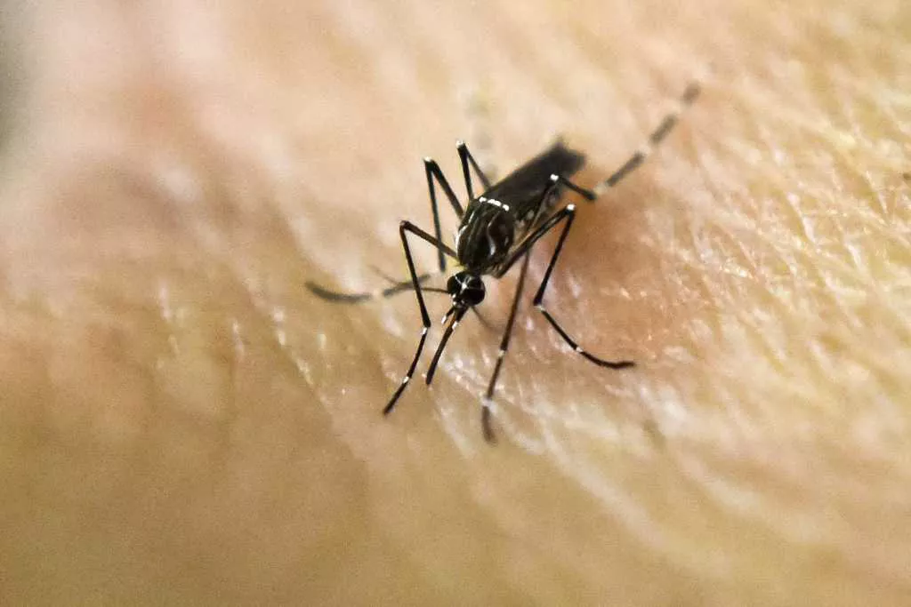 Dengue: recomiendan intensificar los cuidados por la situación epidemiológica actual