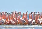 Vuelo por la conservación: se realizó el censo de verano de flamencos dentro del Parque y Reserva Nacional Ansenuza
