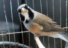 San Alberto: Policía Ambiental allanó cuatro viviendas y recuperó fauna silvestre