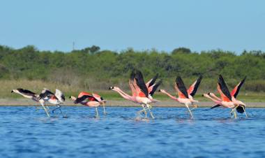 Crearán un nuevo parque nacional en Miramar de Ansenuza