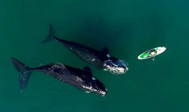 Prefectura recomendó a los deportistas y navegantes que no se acerquen a las ballenas