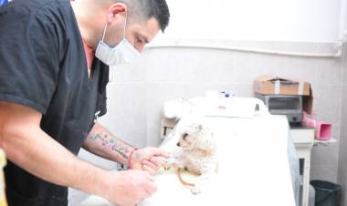 El municipio superó las 20.000 castraciones y esterilizaciones de mascotas