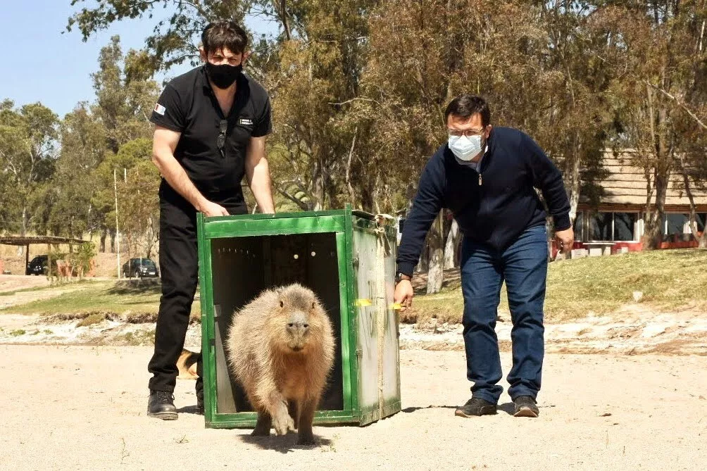 En 2021, Policía Ambiental liberó 747 ejemplares de fauna silvestre