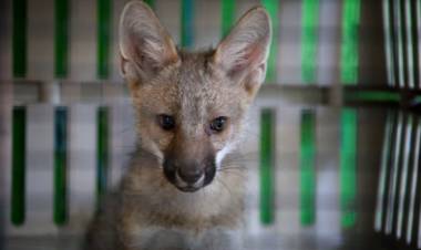 Foro Federal de Bienestar Animal