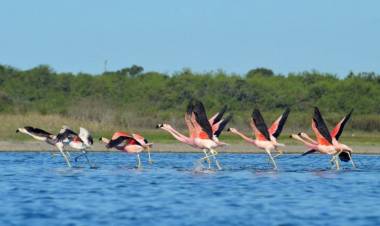 Convocan Voluntarios para el futuro Parque Nacional Ansenuza