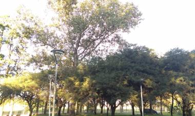 Bosquecillo de UTN San Francisco llevará el nombre "Héroes de Malvinas"