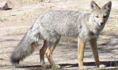 Ambiente Córdoba liberó 4 zorros en áreas serranas de Punilla