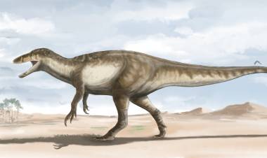 Hallaron los restos de un gigante megarraptor, el más grande encontrado hasta el momento