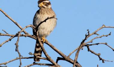 En lo que va de 2022 liberaron en Córdoba 225 aves silvestres
