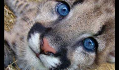 Rescatan un cachorro de puma en zona rural de Sebastián Elcano