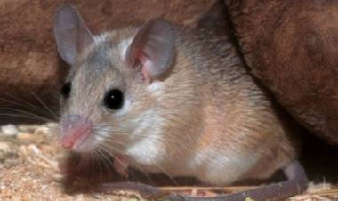 Emiten recomendaciones ante nuevos casos de fiebre hemorrágica argentina