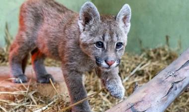 Recomiendan no retirar cachorros de puma de su hábitat natural