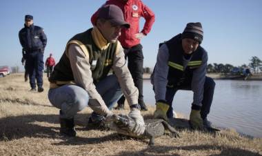 Rescataron un yacaré que vivía en una laguna de General Baldissera