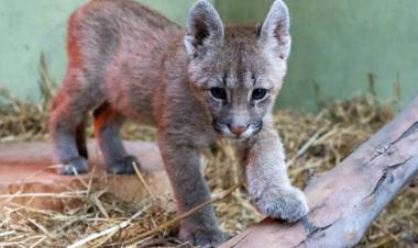 Policía Ambiental rescató un pumita en Villa Rosario de Saladillo