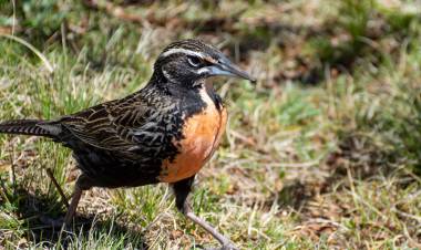 Más de 50 aves fueron liberadas en Colonia Caroya