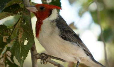 48 animales silvestres volvieron a su hábitat en Yocsina y en Cosme