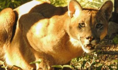 Capturan un puma en San Marcos Sierras