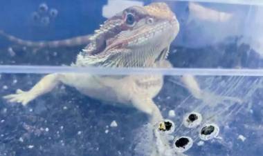 Rescatan víboras, tortugas y reptiles exóticos de una casa de Villa Adela
