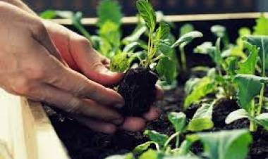 La Huerta en tu Hogar: lanzaron la temporada otoño-invierno 2023