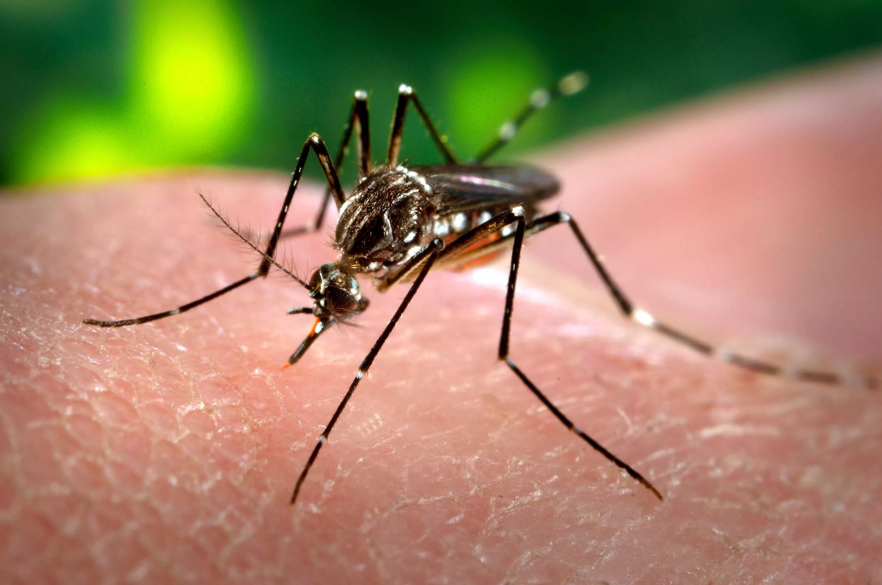 El Ministerio de Salud reportó 41.257 casos de dengue en 15 provincias
