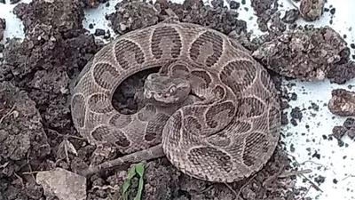Miramar de Ansenuza: Policía Ambiental capturó un ejemplar de "yarará grande"