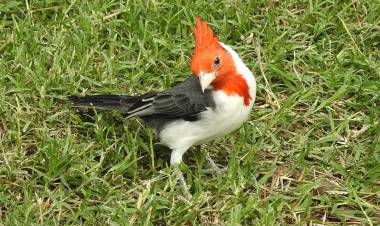 Policía Ambiental liberó aves en Colonia Marina