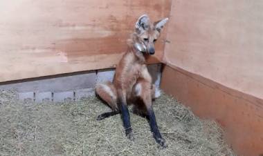  Rescataron un ejemplar de Aguará Guazú en Seeber