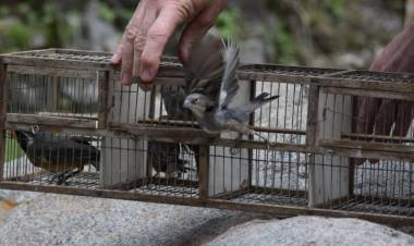 63 aves recuperadas del cautiverio regresan a la naturaleza