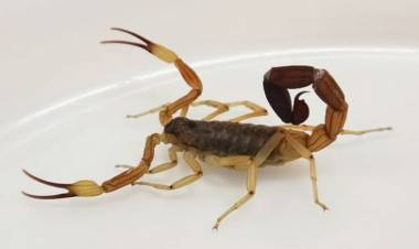 Recomendaciones para prevenir accidentes con animales ponzoñosos