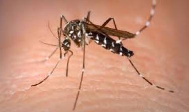 Dengue: Salud recomienda intensificar los cuidados para evitar las picaduras de mosquitos