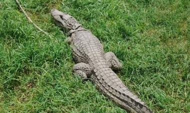 Policía Ambiental capturó un yacaré ñato en Río Ceballos