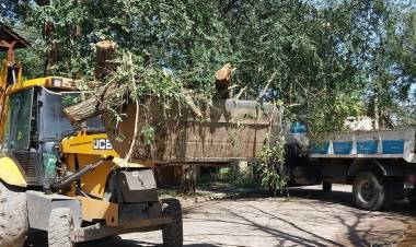 El municipio sigue con la remoción de árboles y ramas que dejó el temporal