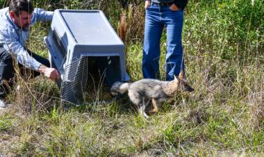 Ambiente: liberaron 57 ejemplares de fauna silvestre
