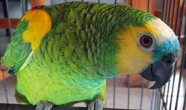 Policía Ambiental recuperó 44 animales silvestres en Monte Maíz