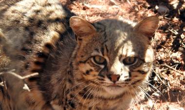 Policía Ambiental liberó fauna silvestre en Lozada y Guanaco Muerto