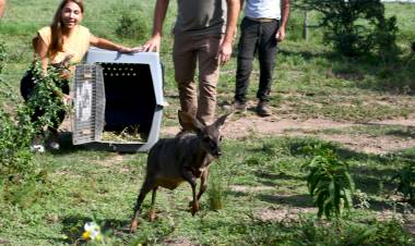 Se liberaron más de 20 ejemplares silvestres en Marull y La Para
