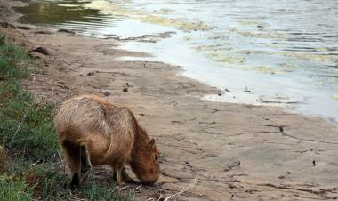 Policía Ambiental liberó un carpincho y 48 aves silvestres en Balnearia