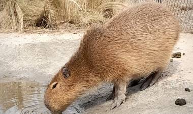 Policía Ambiental allanó una granja en Villa María y secuestró ejemplares silvestres