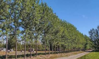 Municipio invita a sumarse a la forestación de la cortina forestal sur del futuro pulmón verde