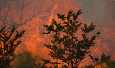 Alerces, por los incendios que ya arrasaron más de 10 mil hectáreas