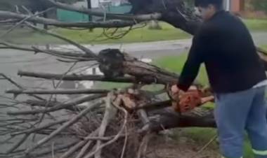 La Secretaría de Servicios Públicos trabajó en la poda de árboles dañados y en la remoción de aquellos derribados tras la tormenta