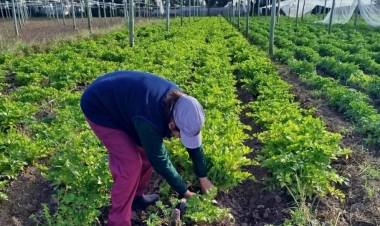 Ya están abiertas las inscripciones al programa La Huerta en Tu Hogar 2026