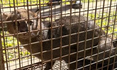 Incautan un felino silvestre en una vivienda de la ciudad