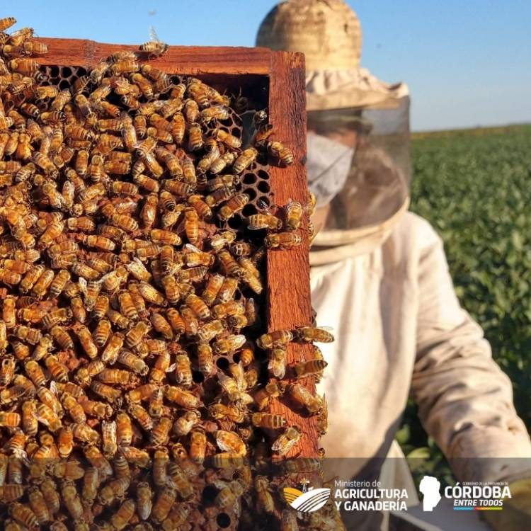 Conforman una cooperativa apícola en el norte del Departamento San Justo