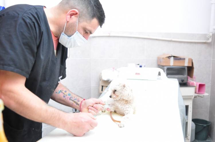El municipio superó las 20.000 castraciones y esterilizaciones de mascotas